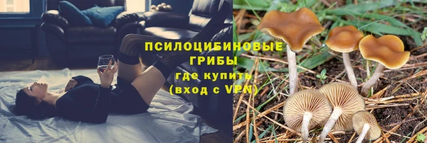прущие грибы Белокуриха